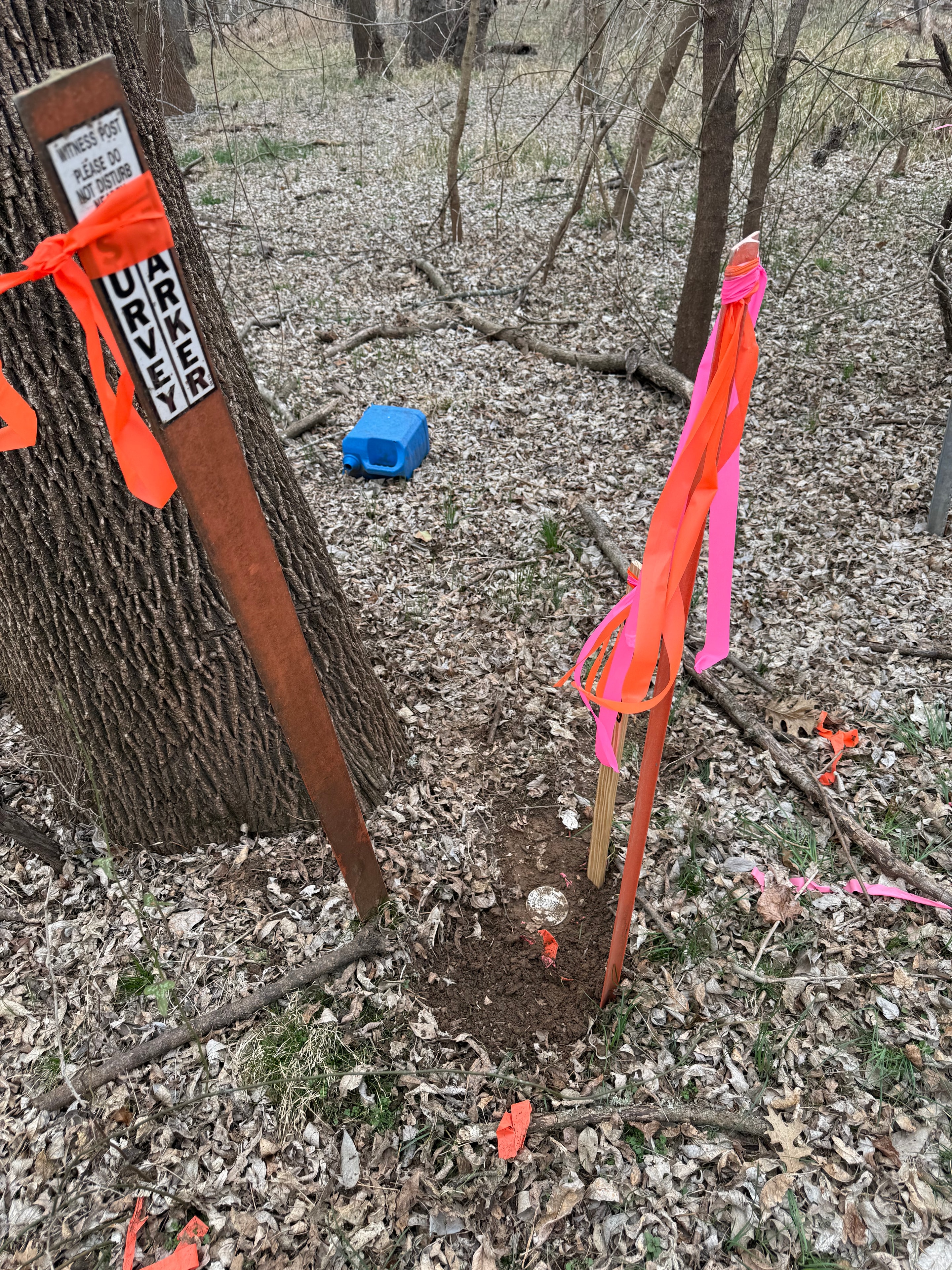 Boundary survey markers and ribbons in a wooded property